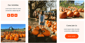 Pumpkin Patch - Image 4